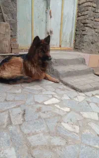 ماده ژرمن موکوتاه