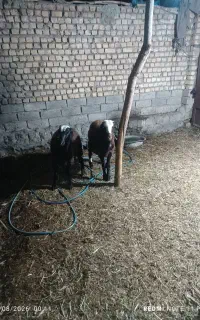بره نر