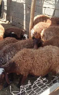 گوسفند میش تقلی بز