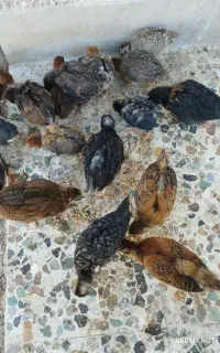 جوجه گلین وتخم مرغ نطفه دار