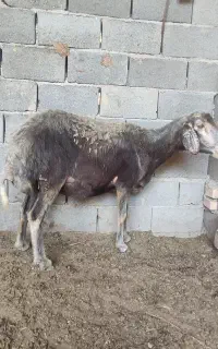 یک عدد گوسفند چهاردندان قوچ خورده