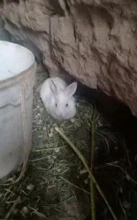 بچه خرگوش