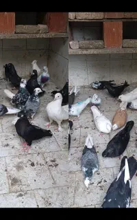 کبوتر پرشی