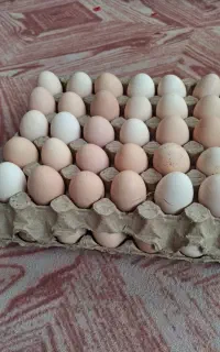فروش تخم مرغ محلی
