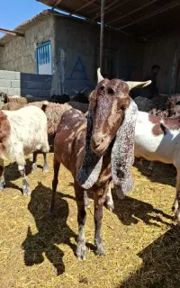 بزپاکستانی خوب یکساله