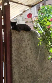 واگذاری گربه