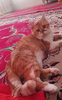 گربه خانگی لطفا به چشم کالا نگاه نکنید
