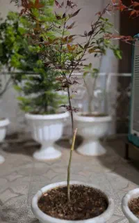 فروش دو عدد درخت  افرا،داخل گلدان و خاک