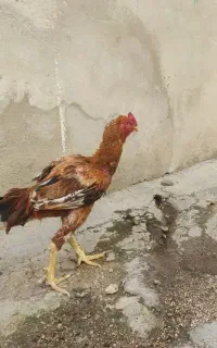 خروس لاری