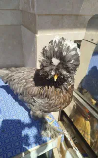 خروس و مرغ سلطان