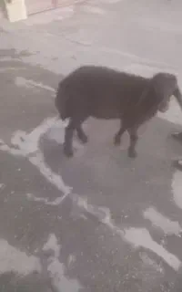 بره ماده