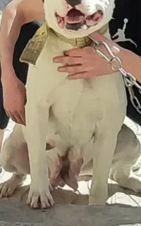 دوگو اصل