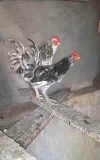 خروس گلین