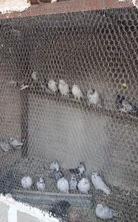کفتر پرشی