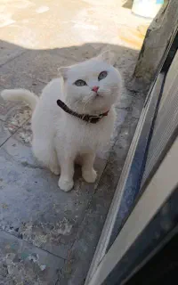 اسکاتیش ماده