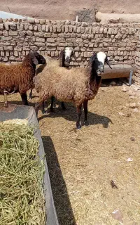 میش چالی داشتی