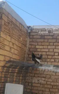 مرغ وخروس