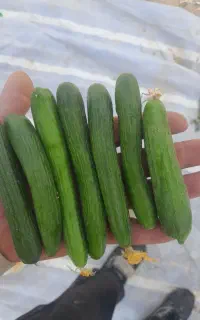 خیار خیارشوری
