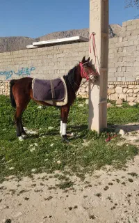 کره مادیون 2.5ساله بسیار پر خون دره‌شوری