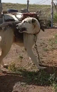 سگ سرابی گله محشر
