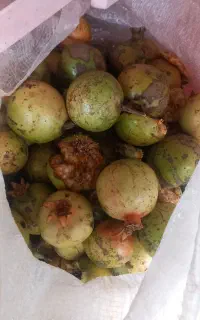 انار ترش