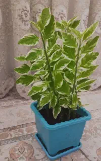 گل و گیاه طبیعی
