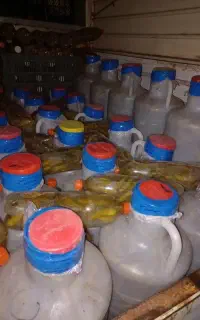 خیارشور یکدست