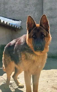 سگ ژرمن شپرد نژاد اصیل، ماده یکساله،