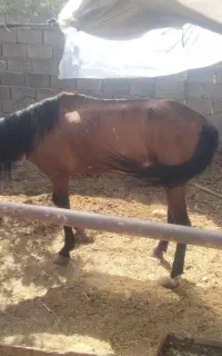 اسب ماده سه ساله و کره ماده یکماهه اسب نر سه ساله