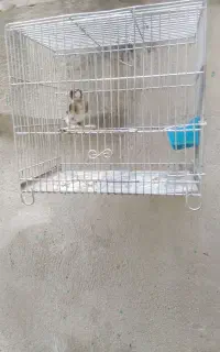 2عددسهره4گل