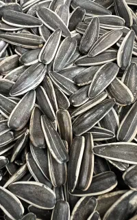تخمه خام شرکت خبره