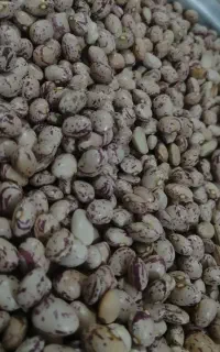 لوبیا چیتی سرحد(سده)