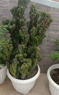 گل کاکتوس سخره ای