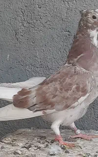 جوجه سرور