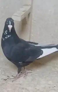 پلنگ باختی