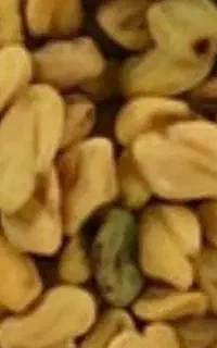 بزر شنبر