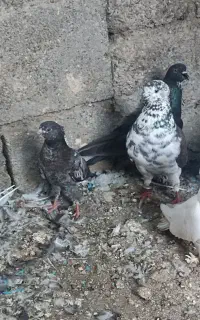 کفتر