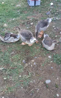 فروش بچه غاز بزرگ