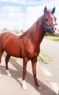 یسر عرب ایرانی