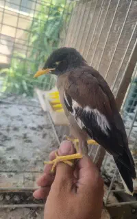 مرغ. مینا. دستی داره سخنگو. میشه