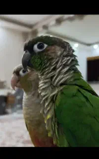 جفت گرینچیک