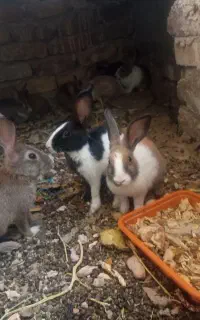 خرگوش