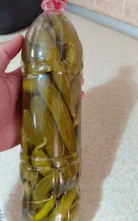 خیار شور عمده درجه یک