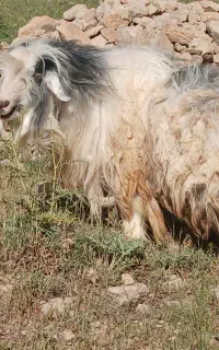 دو راس بز کردی آبستن و ۱ راس ساورین جوان