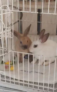 دوتا خرگوش واقعا خانگی،،