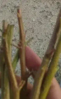 پیوند پسته شکمی ولوله ای قلم پسته موجود هسته