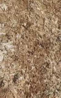 کودمرغ