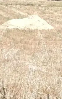 کاه