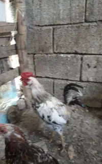 حیوانات مزرعه