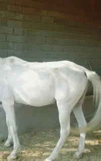 کارگر کشاورزی